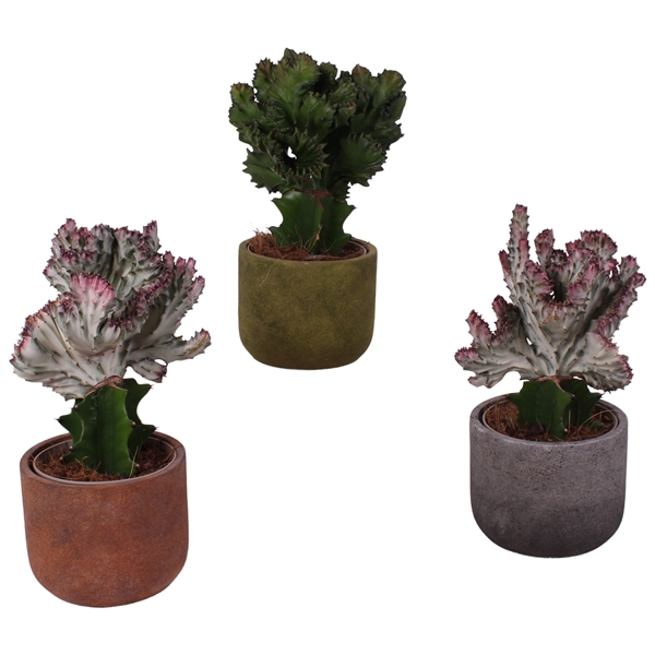 <h4>Cactus mix Euphorbia l. Ø12cm in Ø15cm Ceramic NT467</h4>