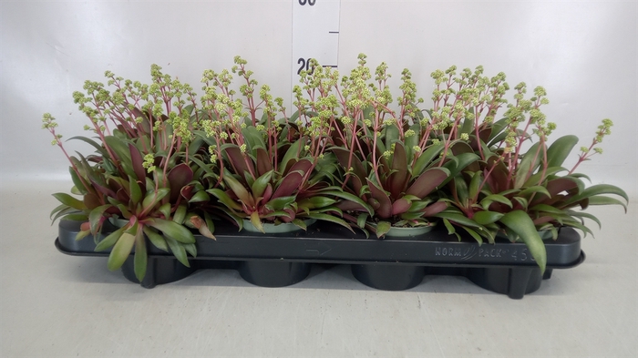 <h4>Crassula rosularis</h4>