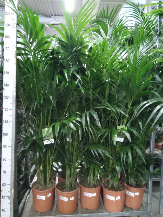 <h4>Howea forsteriana</h4>