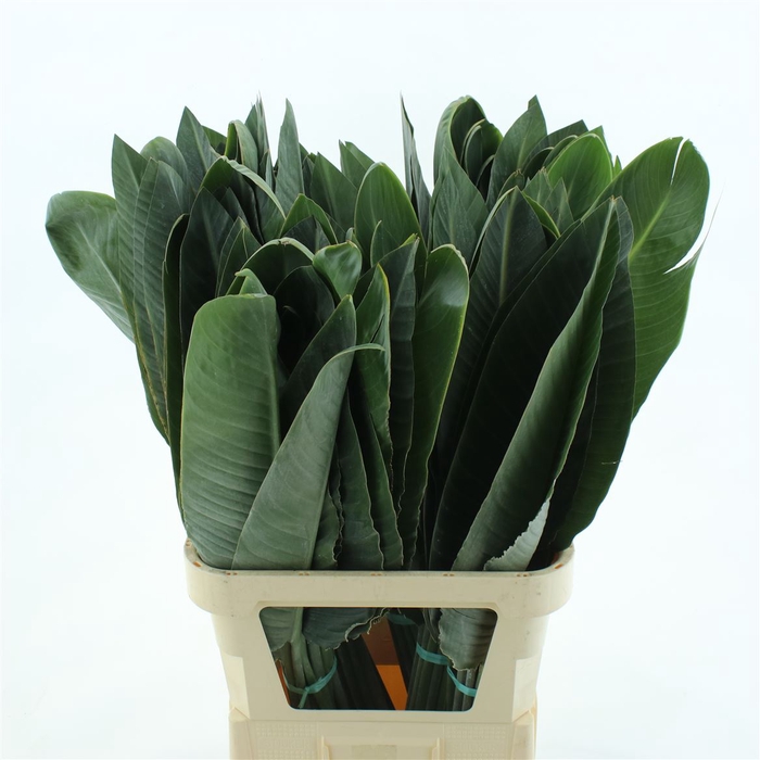 <h4>Strelitzia Leafs</h4>