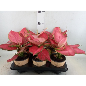 Aglaonema   ...