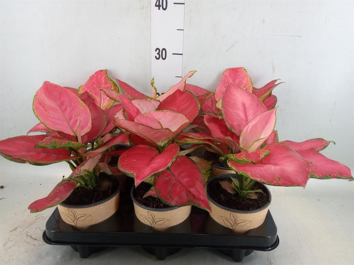 <h4>Aglaonema   ...</h4>