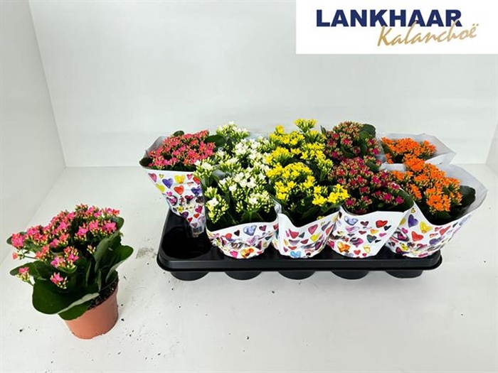 <h4>Kalanchoe enke. blossfeldiana Prime</h4>