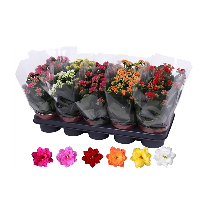 <h4>Kalanchoe Rosalina 12cm mix, blanco hoes</h4>