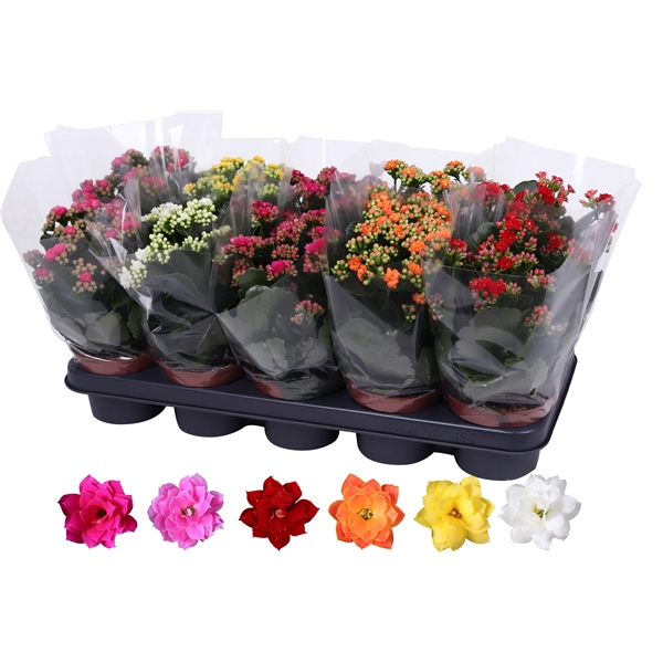 Kalanchoe Rosalina 12cm mix, blanco hoes