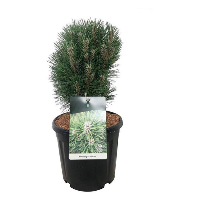 <h4>Pinus nigra 'Richard'</h4>