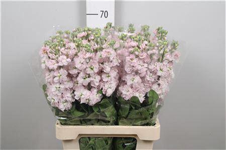 <h4>Matth Milla Light Pi</h4>