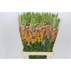 Antirrhinum Potomac Light Orange