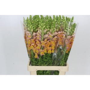 Antirrhinum Potomac Light Orange