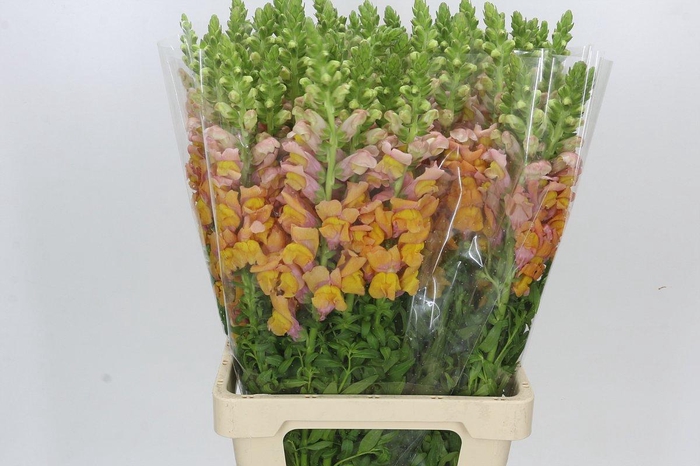 <h4>Antirrhinum Potomac Light Orange</h4>