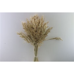 Dried Avena Wild Natural Kg