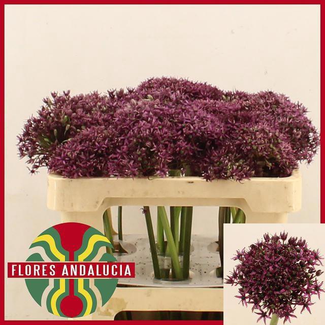 <h4>ALLIUM  MIAMI</h4>