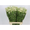 Tanacetum Camille