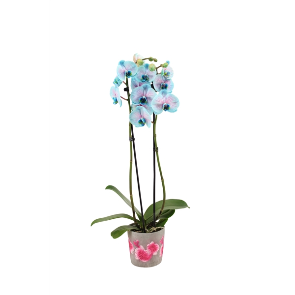 <h4>Fiore Pink Phal I Am Bubblegum 2T14+</h4>