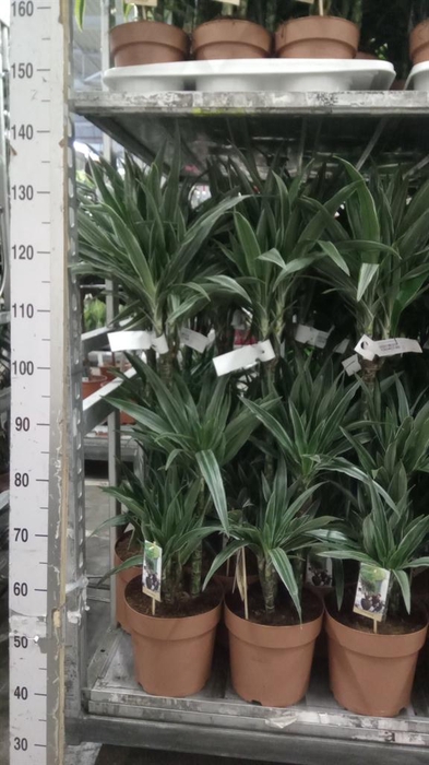 <h4>Dracaena fr de 'Warneckei'</h4>