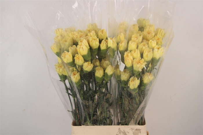 <h4>Di St Golden Gate</h4>