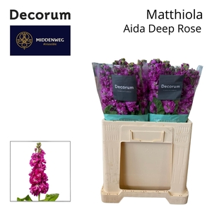 MATTH AIDA DEEP ROSE