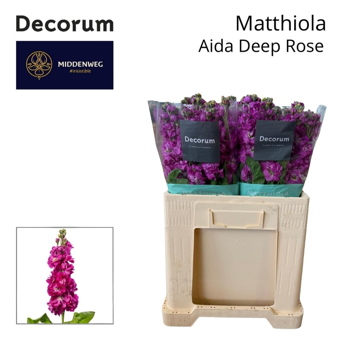 <h4>MATTH AIDA DEEP ROSE</h4>