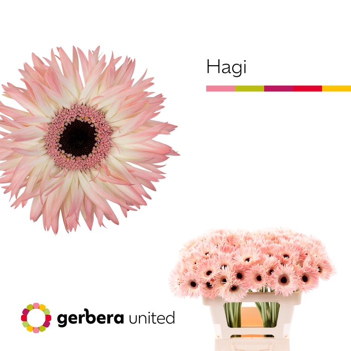 <h4>Germini Spider Hagi Water</h4>