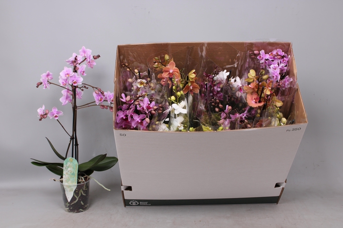 <h4>PHAL MF GEM 8 KL</h4>