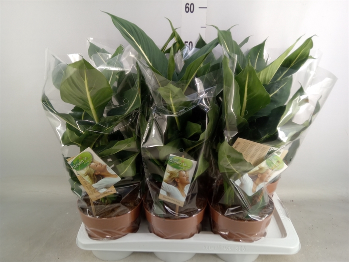 <h4>Dieffenbachia  'Green Magic'</h4>