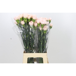 Dianthus St Maruchi