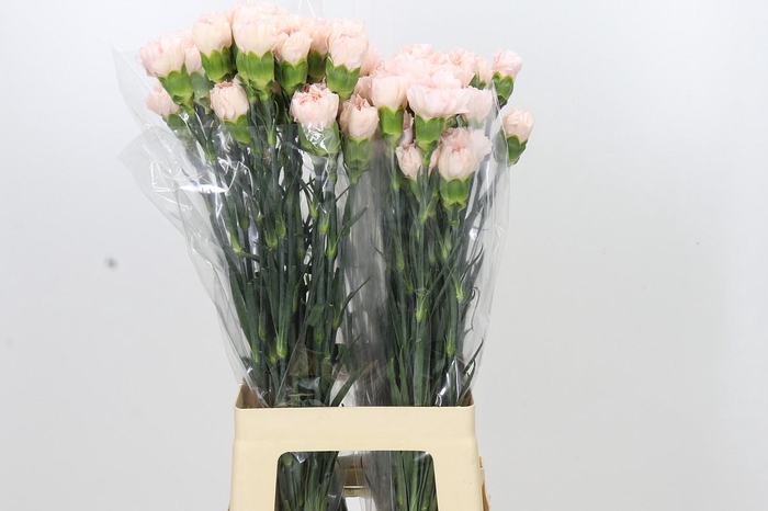 <h4>Dianthus St Maruchi</h4>