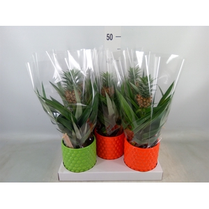 Ananas  'Mi Amigo'