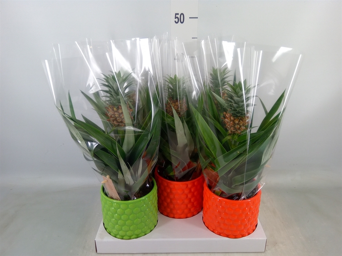 <h4>Ananas  'Mi Amigo'</h4>