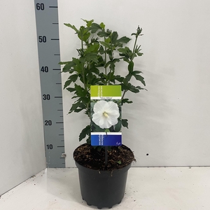 Hibiscus syriacus Totus Albus