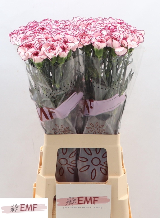 <h4>DI ST DAMASCUS</h4>