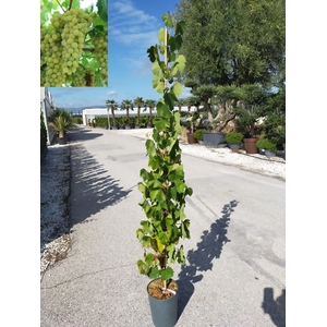 Vitis vinifera