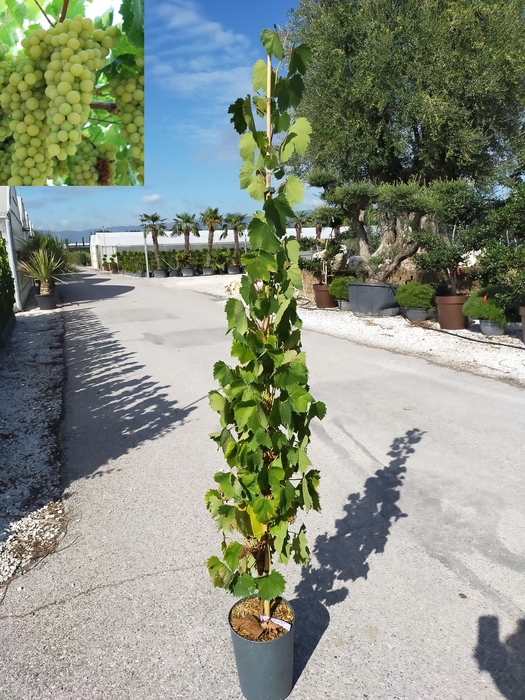 <h4>Vitis vinifera</h4>