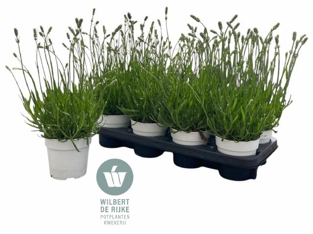 <h4>LAVAN AN AROMA WHITE</h4>