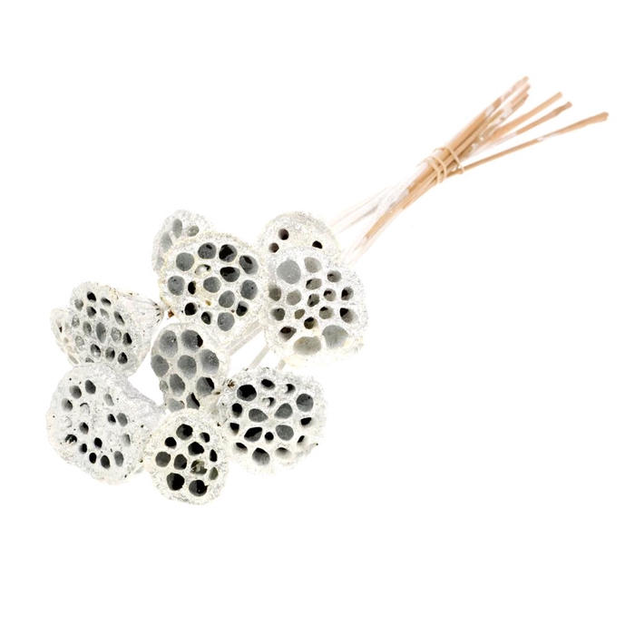 <h4>Lotus O/s White S Glt</h4>