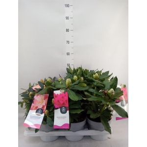 Rhododendron   ...mix