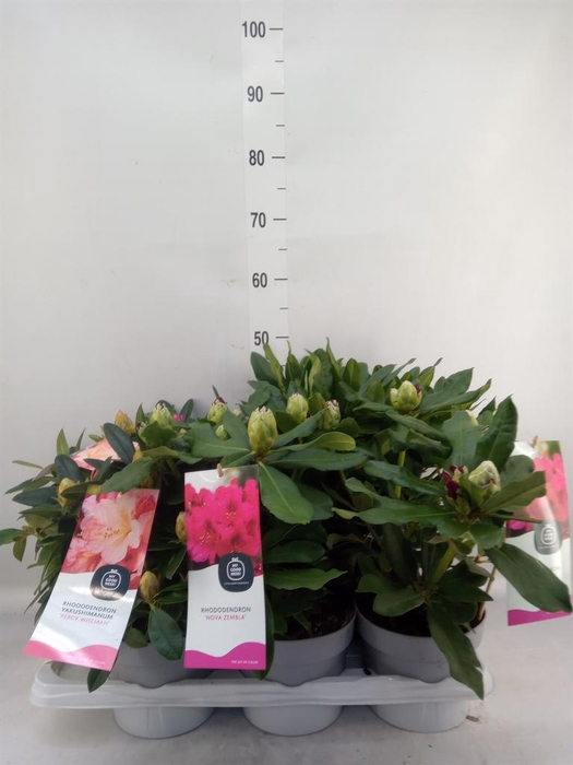 <h4>Rhododendron   ...mix</h4>