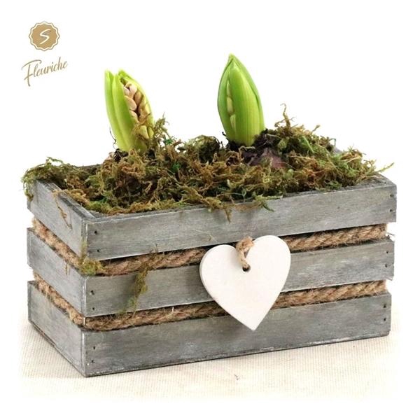 <h4>(DN490) Hyacint Julie [M]</h4>