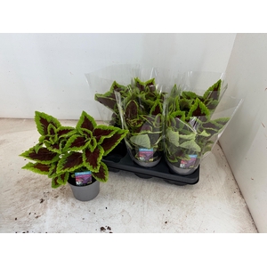 PLEC C MS ALLIG ALLE