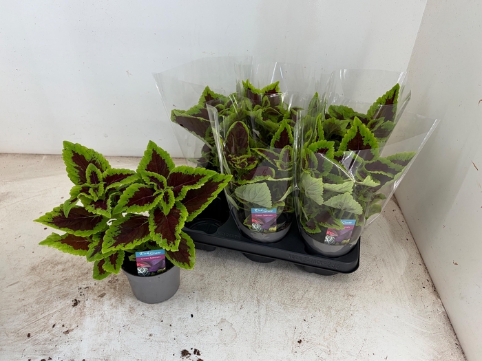 <h4>PLEC C MS ALLIG ALLE</h4>