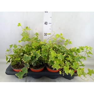 Hedera helix 'Goldchild'