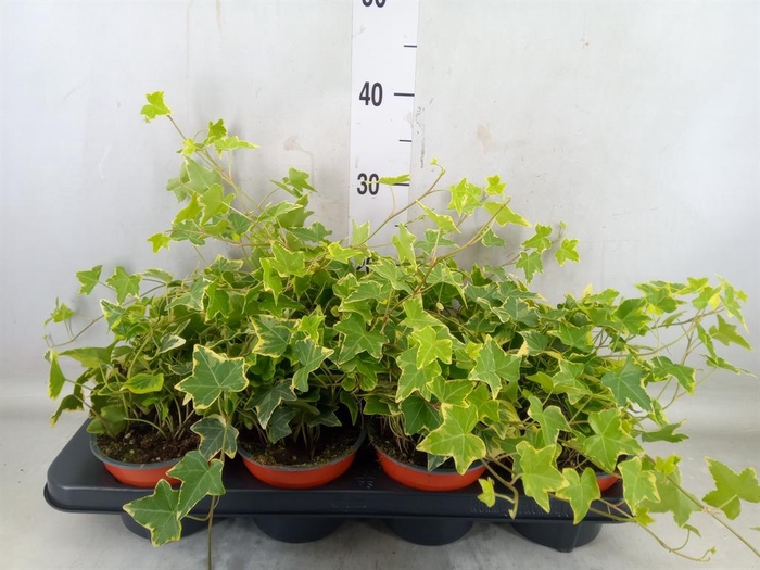 <h4>Hedera helix 'Goldchild'</h4>