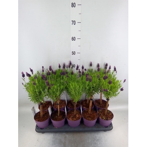 Lavandula stoec. 'Anouk'
