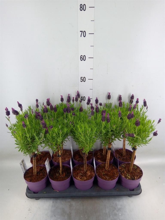 <h4>Lavandula stoec. 'Anouk'</h4>