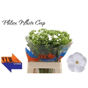 PHLOX P WHITECAP