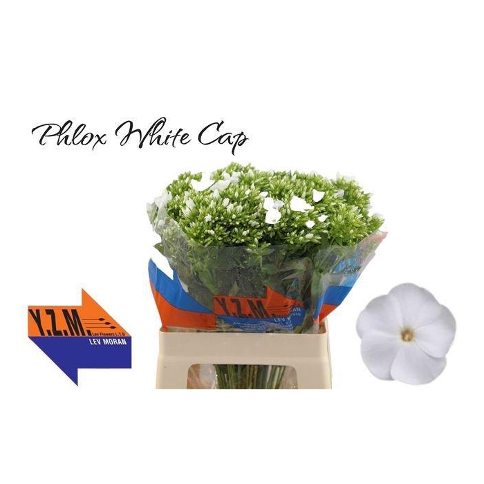 <h4>PHLOX P WHITECAP</h4>