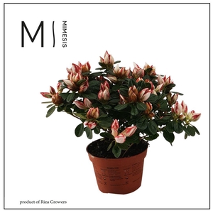 Mimesis Azalea - 13cm Sachsenstern