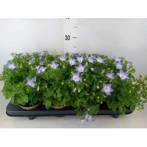 Campanula isoph. 'Berlin Bicolor'