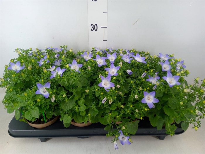 <h4>Campanula isoph. 'Berlin Bicolor'</h4>