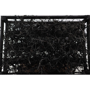 Bonsai Wood Black P Crate